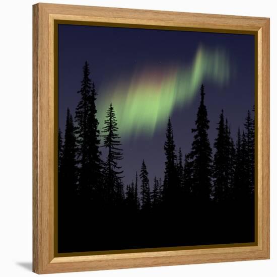 Aurora Borealis-Mark Taylor-Framed Premier Image Canvas