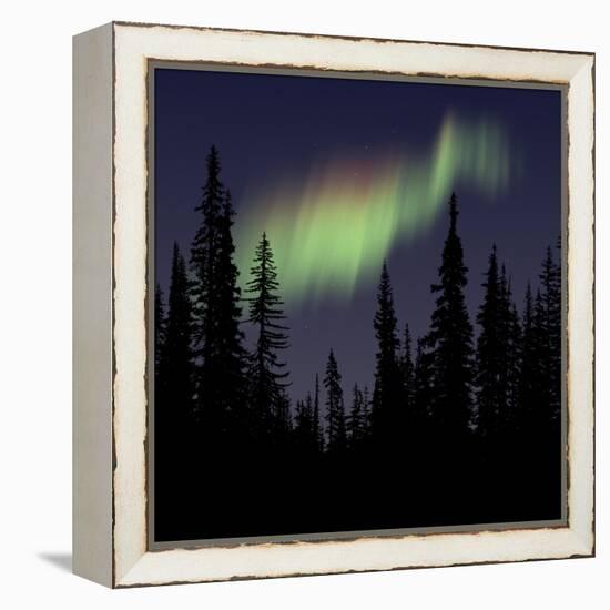 Aurora Borealis-Mark Taylor-Framed Premier Image Canvas