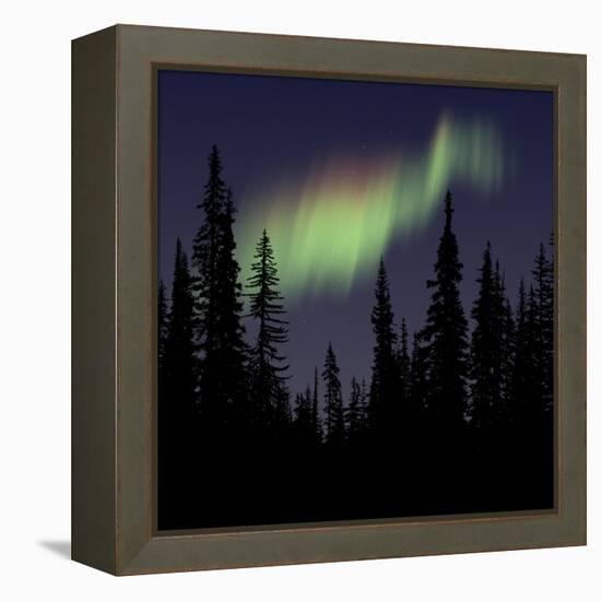 Aurora Borealis-Mark Taylor-Framed Premier Image Canvas