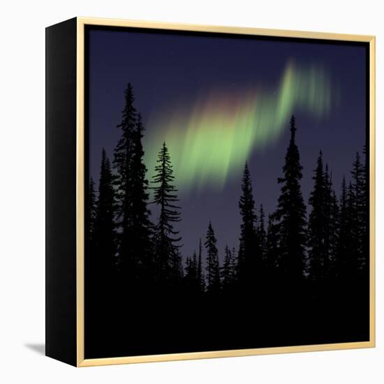 Aurora Borealis-Mark Taylor-Framed Premier Image Canvas