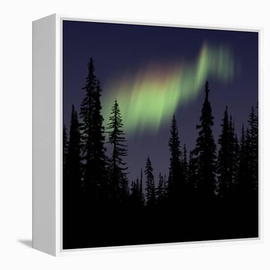 Aurora Borealis-Mark Taylor-Framed Premier Image Canvas