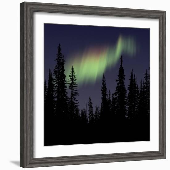 Aurora Borealis-Mark Taylor-Framed Photographic Print