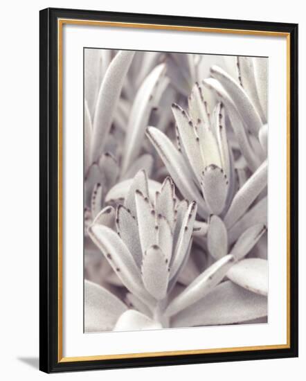 Aurora Champagne-Assaf Frank-Framed Giclee Print