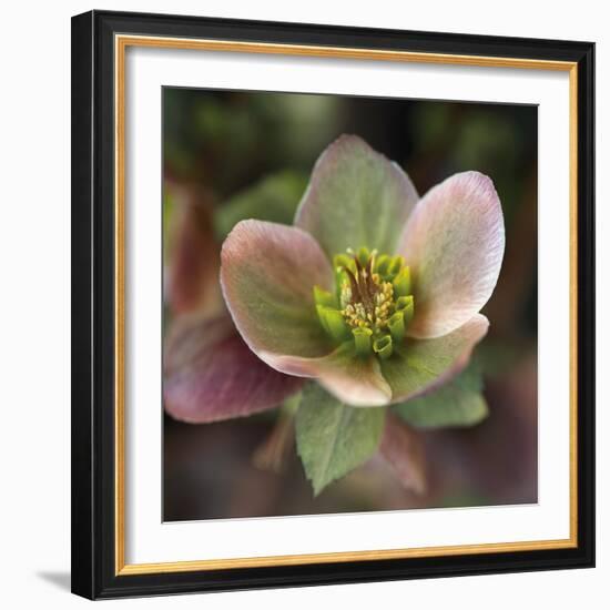 Aurora II-Eva Charlotte Fransson-Framed Giclee Print