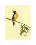 Hummingbird-Aurore De La Morinerie-Framed Art Print