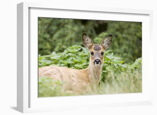 Auspicious-Susann Parker-Framed Photographic Print