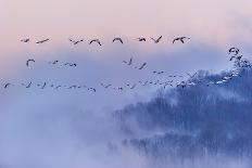 Snow Geese-Austin Li-Photographic Print