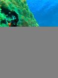 Coral Reef-AUSTIN REX LOBATON-Framed Photographic Print