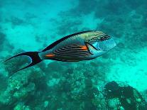 Coral Reef-AUSTIN REX LOBATON-Framed Photographic Print