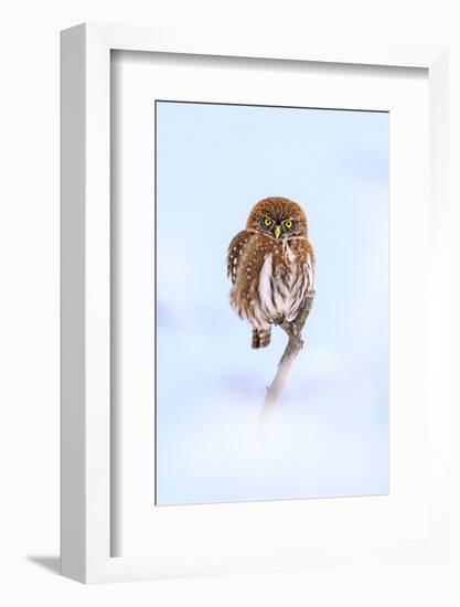 Austral pygmy owl perched on branch in snow, Patagonia-Nick Garbutt-Framed Photographic Print