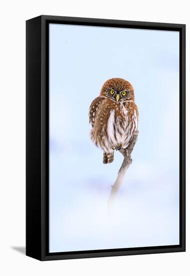 Austral pygmy owl perched on branch in snow, Patagonia-Nick Garbutt-Framed Premier Image Canvas