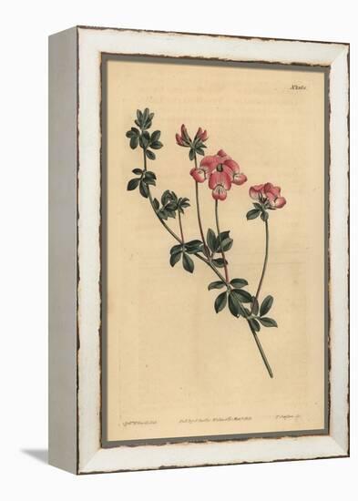 Austral Trefoil or New-Holland Lotus, Lotus Australis-Sydenham Teast Edwards-Framed Premier Image Canvas