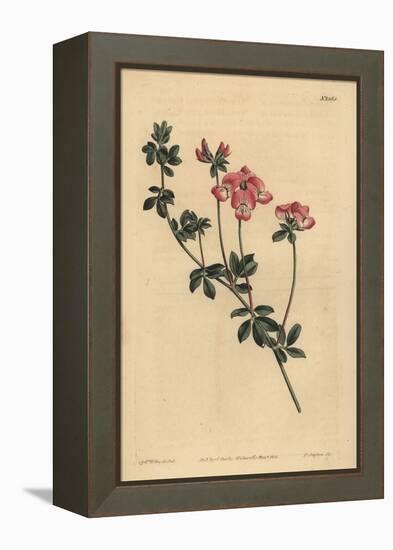 Austral Trefoil or New-Holland Lotus, Lotus Australis-Sydenham Teast Edwards-Framed Premier Image Canvas