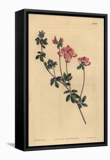 Austral Trefoil or New-Holland Lotus, Lotus Australis-Sydenham Teast Edwards-Framed Premier Image Canvas