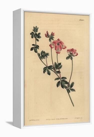 Austral Trefoil or New-Holland Lotus, Lotus Australis-Sydenham Teast Edwards-Framed Premier Image Canvas