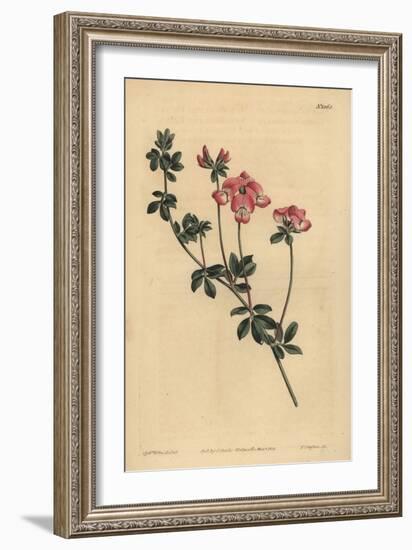Austral Trefoil or New-Holland Lotus, Lotus Australis-Sydenham Teast Edwards-Framed Giclee Print