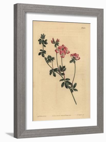 Austral Trefoil or New-Holland Lotus, Lotus Australis-Sydenham Teast Edwards-Framed Giclee Print