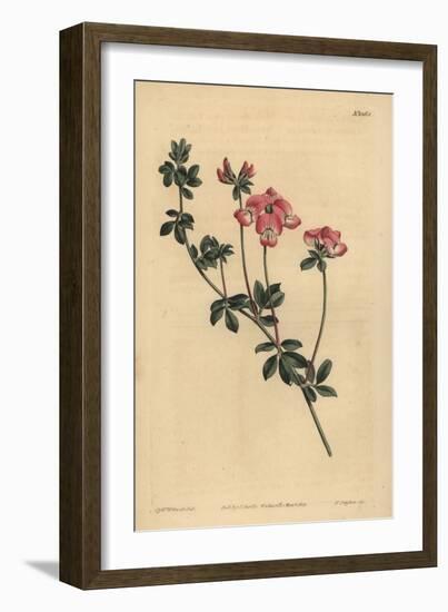 Austral Trefoil or New-Holland Lotus, Lotus Australis-Sydenham Teast Edwards-Framed Giclee Print