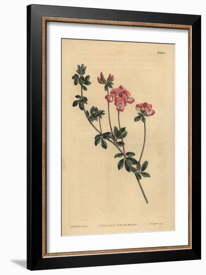 Austral Trefoil or New-Holland Lotus, Lotus Australis-Sydenham Teast Edwards-Framed Giclee Print