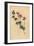 Austral Trefoil or New-Holland Lotus, Lotus Australis-Sydenham Teast Edwards-Framed Giclee Print