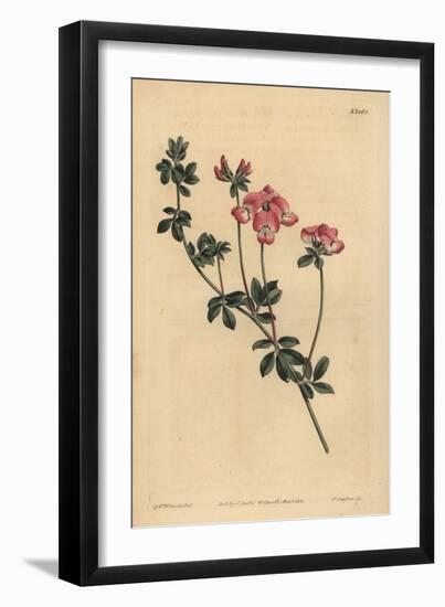 Austral Trefoil or New-Holland Lotus, Lotus Australis-Sydenham Teast Edwards-Framed Giclee Print