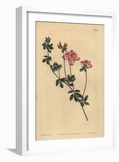 Austral Trefoil or New-Holland Lotus, Lotus Australis-Sydenham Teast Edwards-Framed Giclee Print