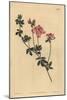 Austral Trefoil or New-Holland Lotus, Lotus Australis-Sydenham Teast Edwards-Mounted Giclee Print