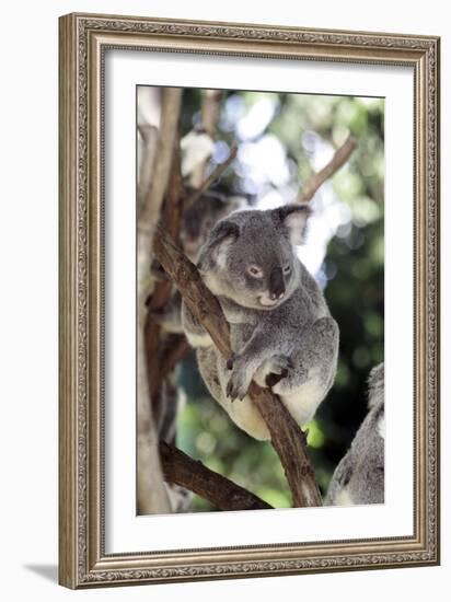 Australia 4-Karen Williams-Framed Giclee Print