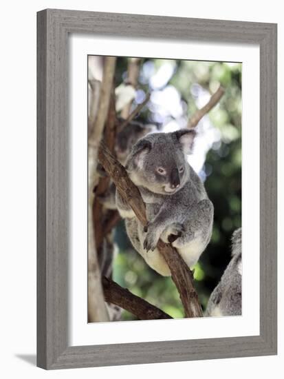 Australia 4-Karen Williams-Framed Giclee Print