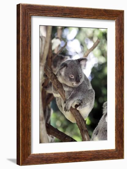 Australia 4-Karen Williams-Framed Giclee Print