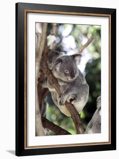 Australia 4-Karen Williams-Framed Giclee Print