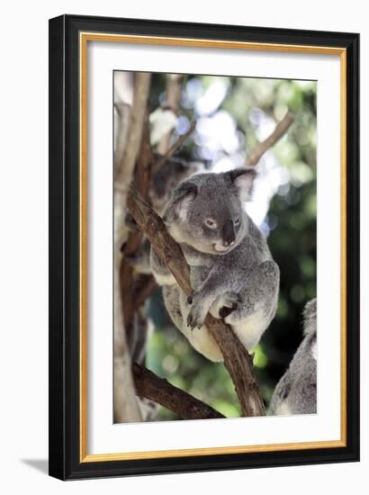 Australia 4-Karen Williams-Framed Giclee Print