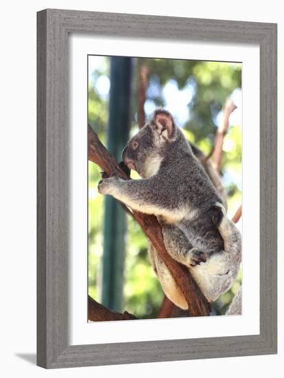 Australia 6-Karen Williams-Framed Giclee Print