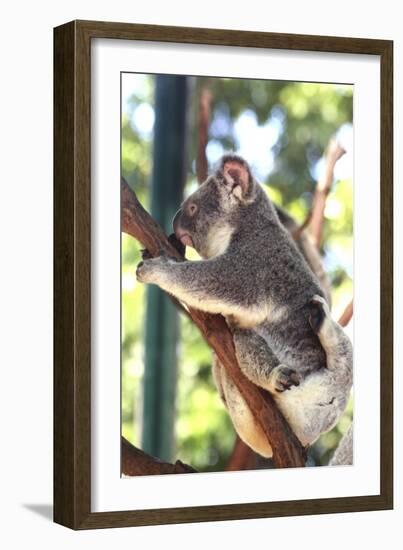 Australia 6-Karen Williams-Framed Giclee Print