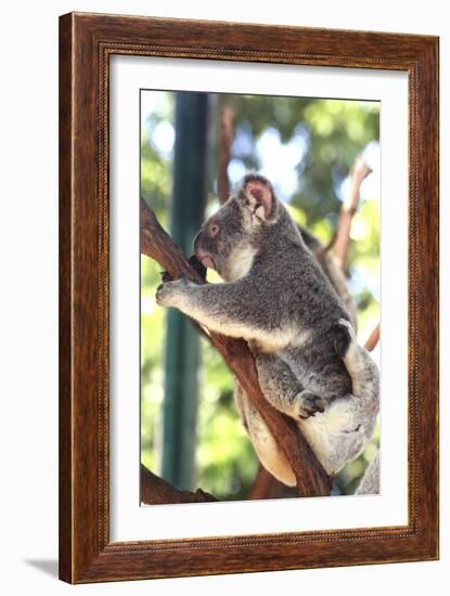 Australia 6-Karen Williams-Framed Giclee Print