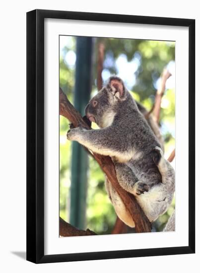 Australia 6-Karen Williams-Framed Giclee Print