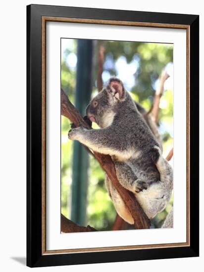 Australia 6-Karen Williams-Framed Giclee Print