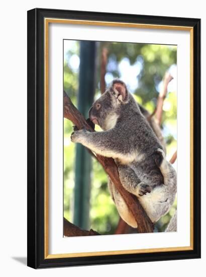 Australia 6-Karen Williams-Framed Giclee Print