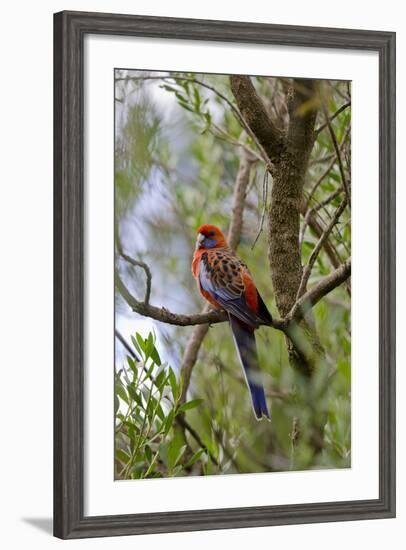 Australia, Adelaide. Cleland Wildlife Park. Blue Cheeked Rosella-Cindy Miller Hopkins-Framed Photographic Print