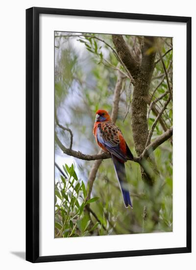 Australia, Adelaide. Cleland Wildlife Park. Blue Cheeked Rosella-Cindy Miller Hopkins-Framed Photographic Print