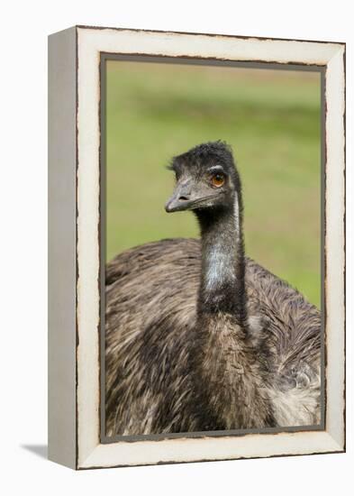 Australia, Adelaide. Cleland Wildlife Park. Large Flightless Emu-Cindy Miller Hopkins-Framed Premier Image Canvas