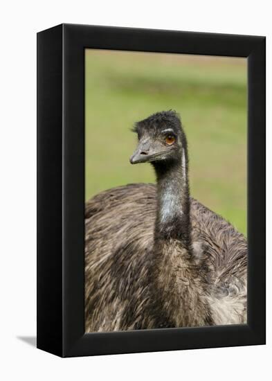 Australia, Adelaide. Cleland Wildlife Park. Large Flightless Emu-Cindy Miller Hopkins-Framed Premier Image Canvas