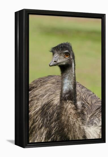 Australia, Adelaide. Cleland Wildlife Park. Large Flightless Emu-Cindy Miller Hopkins-Framed Premier Image Canvas