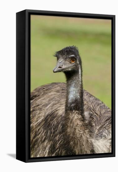 Australia, Adelaide. Cleland Wildlife Park. Large Flightless Emu-Cindy Miller Hopkins-Framed Premier Image Canvas