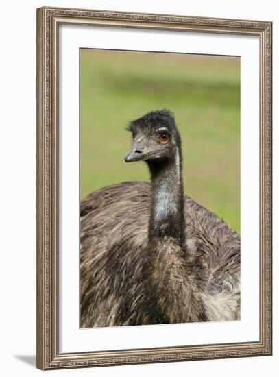 Australia, Adelaide. Cleland Wildlife Park. Large Flightless Emu-Cindy Miller Hopkins-Framed Photographic Print