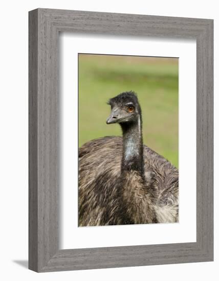 Australia, Adelaide. Cleland Wildlife Park. Large Flightless Emu-Cindy Miller Hopkins-Framed Photographic Print