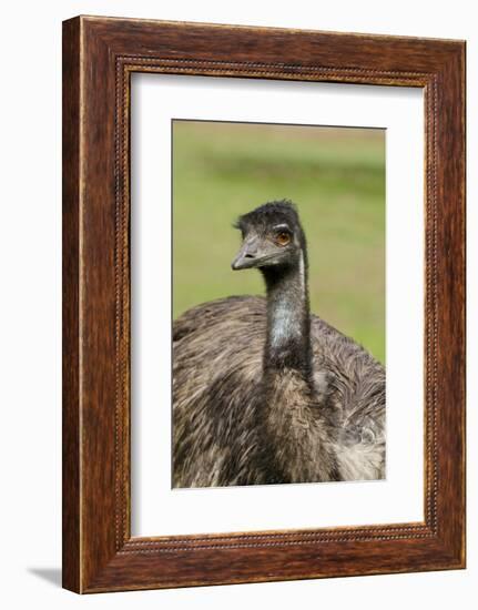 Australia, Adelaide. Cleland Wildlife Park. Large Flightless Emu-Cindy Miller Hopkins-Framed Photographic Print