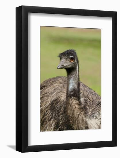 Australia, Adelaide. Cleland Wildlife Park. Large Flightless Emu-Cindy Miller Hopkins-Framed Photographic Print