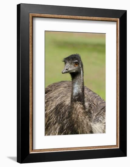 Australia, Adelaide. Cleland Wildlife Park. Large Flightless Emu-Cindy Miller Hopkins-Framed Photographic Print