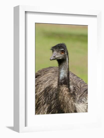 Australia, Adelaide. Cleland Wildlife Park. Large Flightless Emu-Cindy Miller Hopkins-Framed Photographic Print